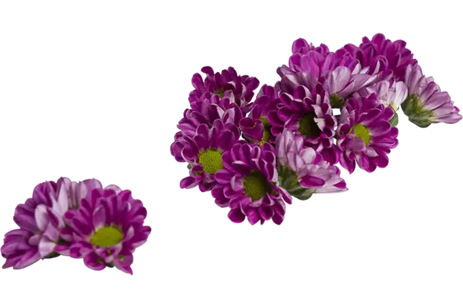Eetbare bloem chrysant paars 20st stuk 1